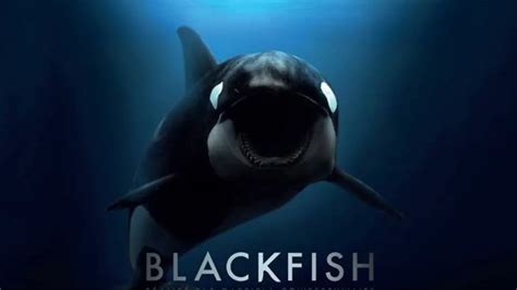 blackfish imdb|watch blackfish documentary online free.